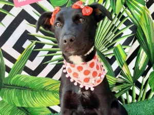 Cachorro raça SRD-ViraLata idade 7 a 11 meses nome Magali