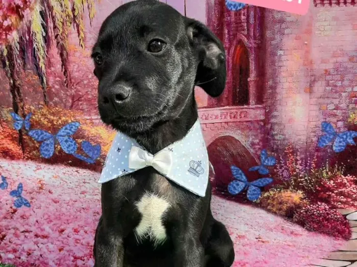 Cachorro raça SRD-ViraLata idade 2 a 6 meses nome Yan 