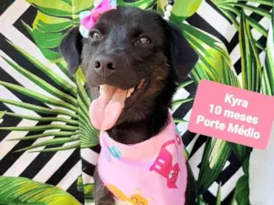 Cachorro raça SRD-ViraLata idade 7 a 11 meses nome Kyra