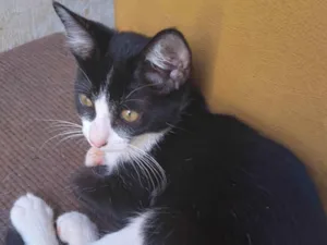 Gato raça SRD-ViraLata idade 2 a 6 meses nome Gatos