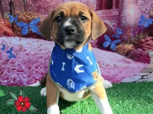 Cachorro raça SRD-ViraLata idade 2 a 6 meses nome Thor