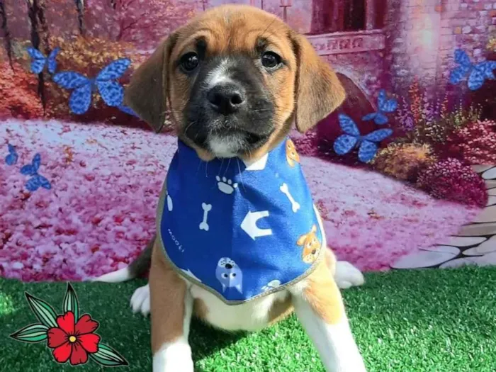 Cachorro raça SRD-ViraLata idade 2 a 6 meses nome Thor