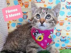 Gato raça SRD-ViraLata idade 2 a 6 meses nome Tiara