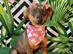 Cachorro raça SRD-ViraLata idade 2 a 6 meses nome Luly