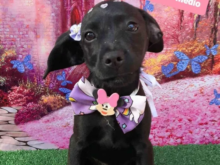 Cachorro raça SRD-ViraLata idade 2 a 6 meses nome Betina