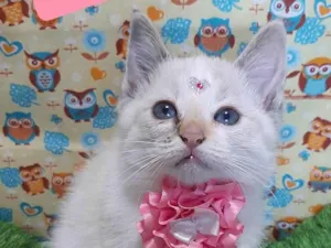 Gato raça SRD-ViraLata idade 2 a 6 meses nome Riqueza 