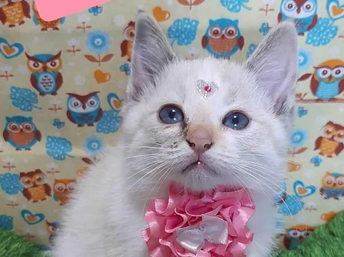 Gato raça SRD-ViraLata idade 2 a 6 meses nome Riqueza 