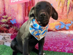 Cachorro raça SRD-ViraLata idade 2 a 6 meses nome Betinho 