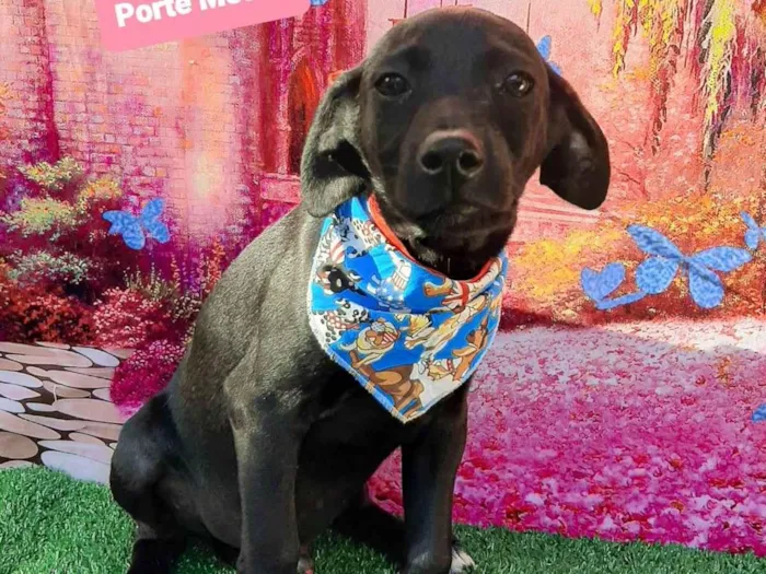 Cachorro raça SRD-ViraLata idade 2 a 6 meses nome Betinho 