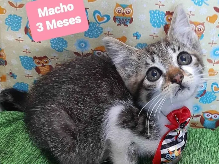 Gato raça SRD-ViraLata idade 2 a 6 meses nome Ben