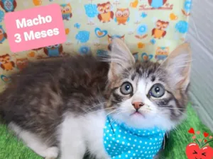 Gato raça SRD-ViraLata idade 2 a 6 meses nome Dilan 