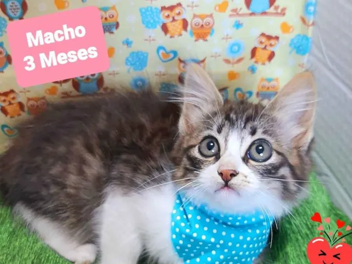 Gato raça SRD-ViraLata idade 2 a 6 meses nome Dilan 