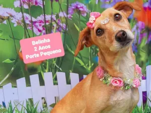 Cachorro raça SRD-ViraLata idade 2 anos nome Belinha