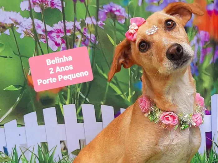 Cachorro raça SRD-ViraLata idade 2 anos nome Belinha