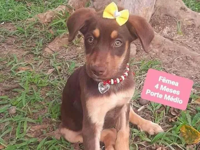 Cachorro raça SRD-ViraLata idade 2 a 6 meses nome Esme