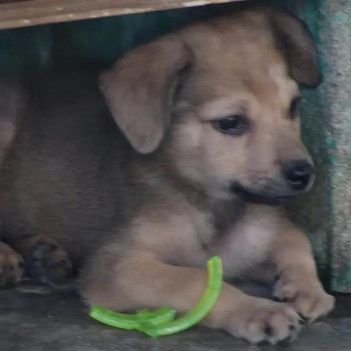 Cachorro raça SRD-ViraLata idade 2 a 6 meses nome Grazi