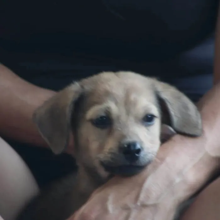 Cachorro raça SRD-ViraLata idade 2 a 6 meses nome Grazi