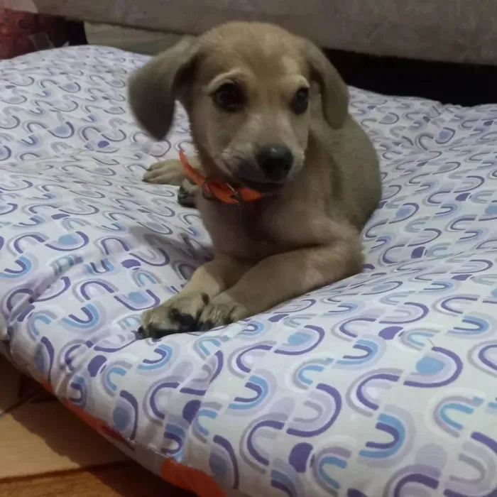 Cachorro raça SRD-ViraLata idade 2 a 6 meses nome Grazi