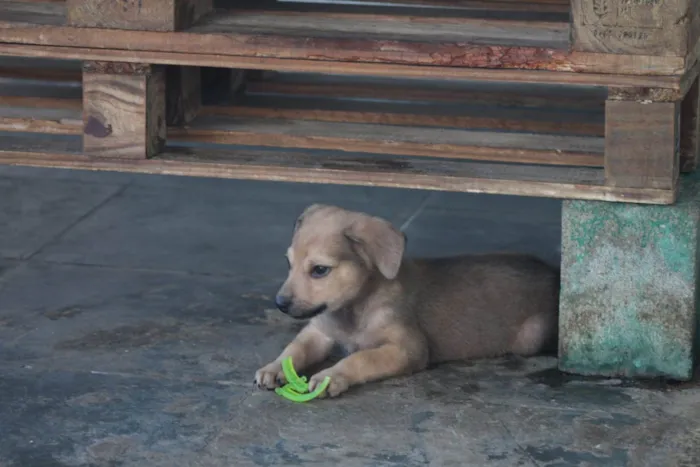 Cachorro raça SRD-ViraLata idade 2 a 6 meses nome Grazi