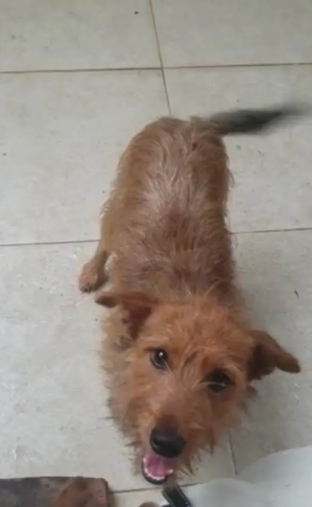 Cachorro raça SRD-ViraLata idade 1 ano nome Carrapicho