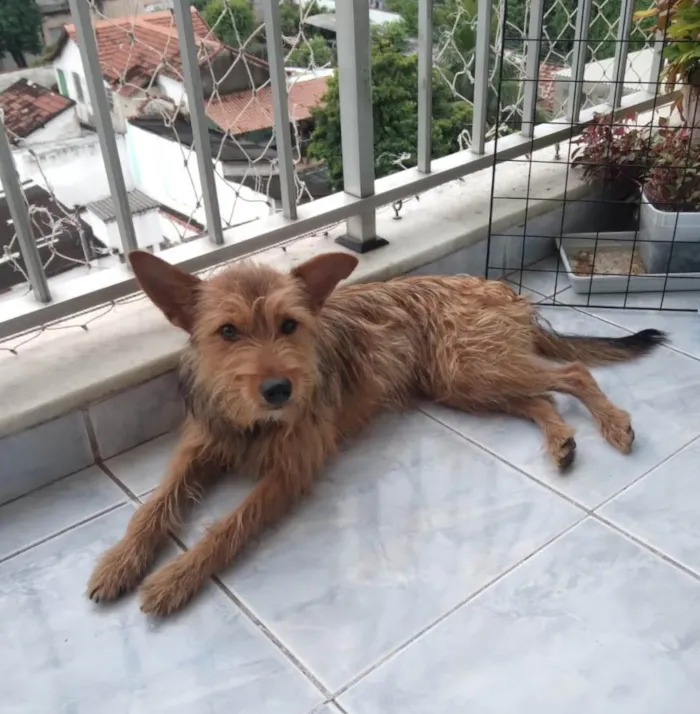 Cachorro raça SRD-ViraLata idade 1 ano nome Carrapicho