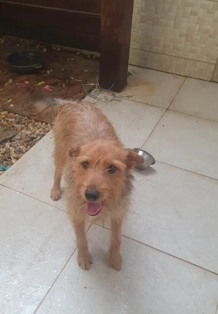 Cachorro raça SRD-ViraLata idade 1 ano nome Carrapicho