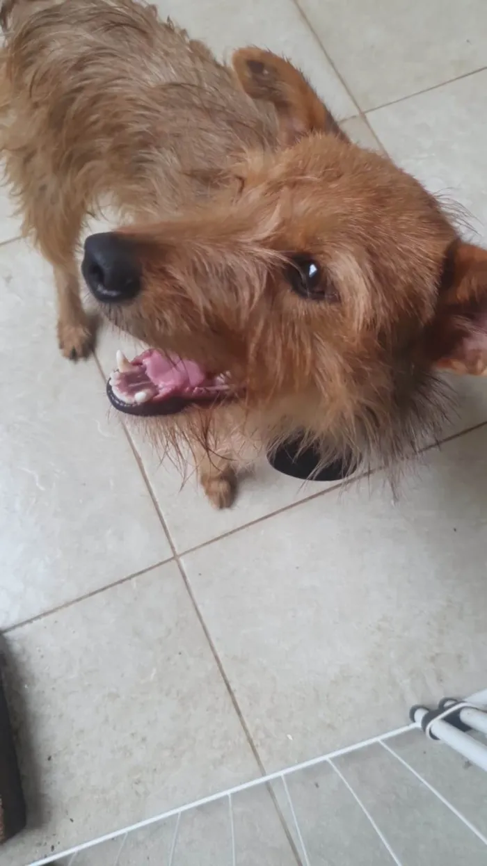 Cachorro raça SRD-ViraLata idade 1 ano nome Carrapicho