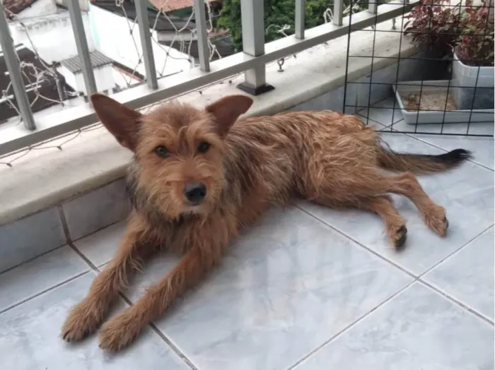 Cachorro raça SRD-ViraLata idade 1 ano nome Carrapicho