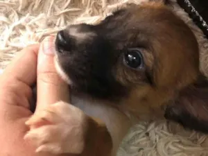 Cachorro raça SRD-ViraLata idade Abaixo de 2 meses nome Nina