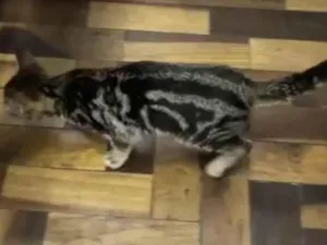 Gato raça Srd idade 2 a 6 meses nome Guga