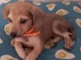 Cachorro raça SRD-ViraLata idade 2 a 6 meses nome Grazi