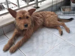 Cachorro raça SRD-ViraLata idade 1 ano nome Carrapicho