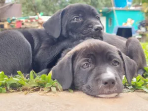 Cachorro raça SRD-ViraLata idade Abaixo de 2 meses nome Cachorro vira lata