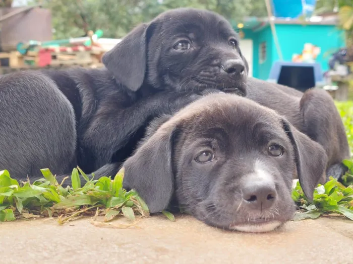 Cachorro ra a SRD-ViraLata idade Abaixo de 2 meses nome Cachorro vira lata