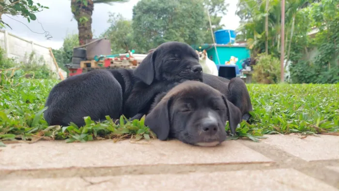 Cachorro ra a SRD-ViraLata idade Abaixo de 2 meses nome Cachorro vira lata