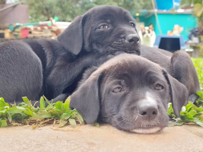 Cachorro ra a SRD-ViraLata idade Abaixo de 2 meses nome Cachorro vira lata