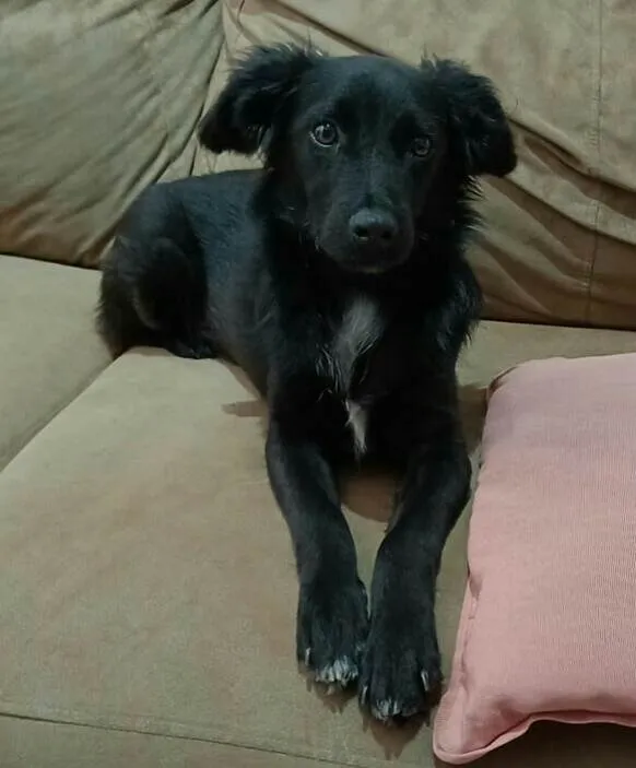 Cachorro raça  idade 1 ano nome Hanny