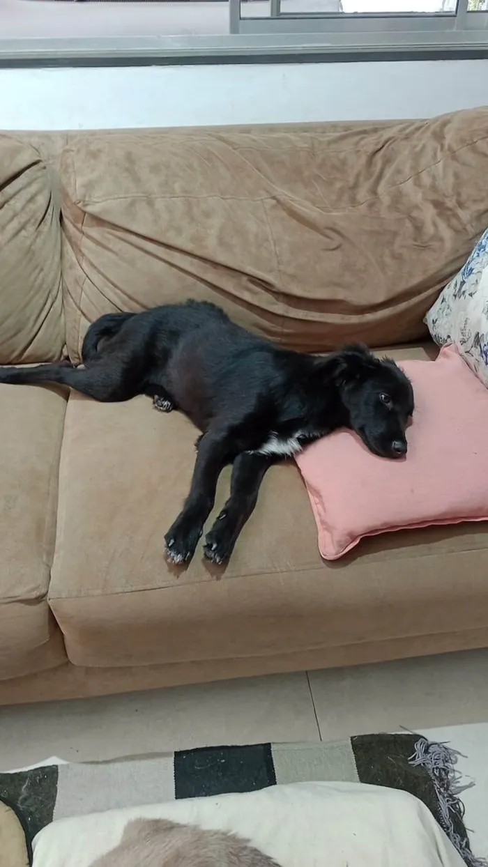 Cachorro raça  idade 1 ano nome Hanny