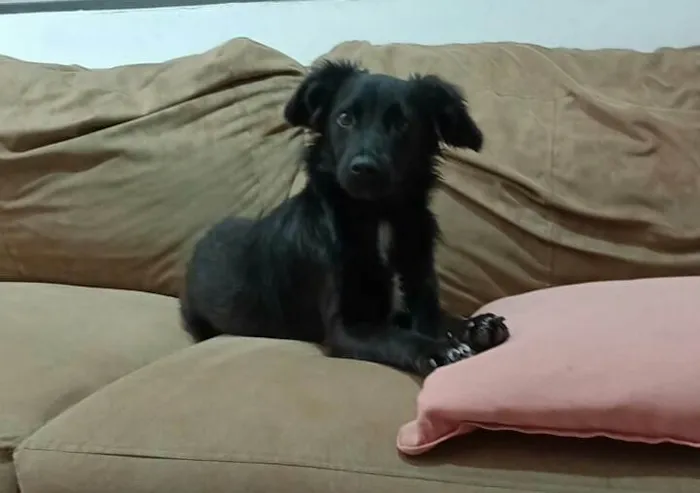 Cachorro raça  idade 1 ano nome Hanny