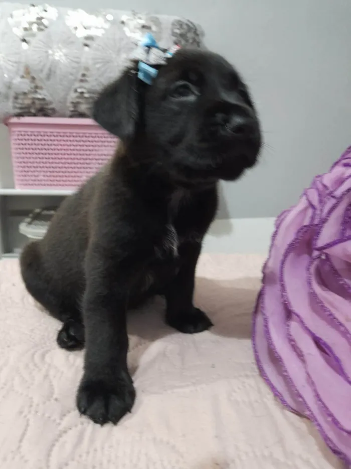 Cachorro ra a SRD-ViraLata idade Abaixo de 2 meses nome Filhotes 40 dias