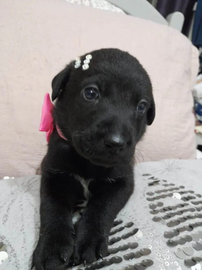 Cachorro ra a SRD-ViraLata idade Abaixo de 2 meses nome Filhotes 40 dias