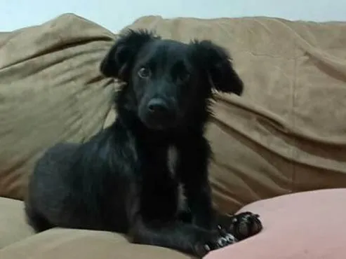 Cachorro raça  idade 1 ano nome Hanny