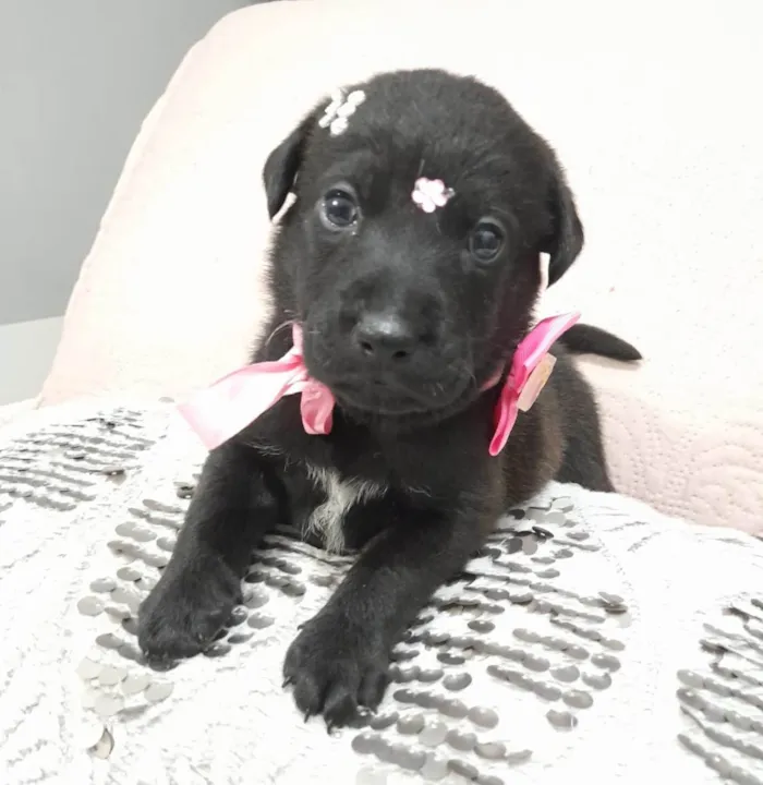 Cachorro ra a SRD-ViraLata idade Abaixo de 2 meses nome Filhotes 40 dias