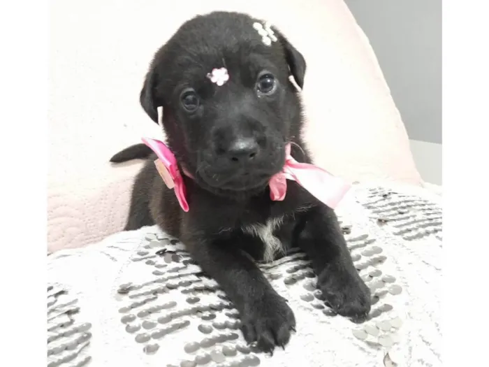 Cachorro ra a SRD-ViraLata idade Abaixo de 2 meses nome Filhotes 40 dias