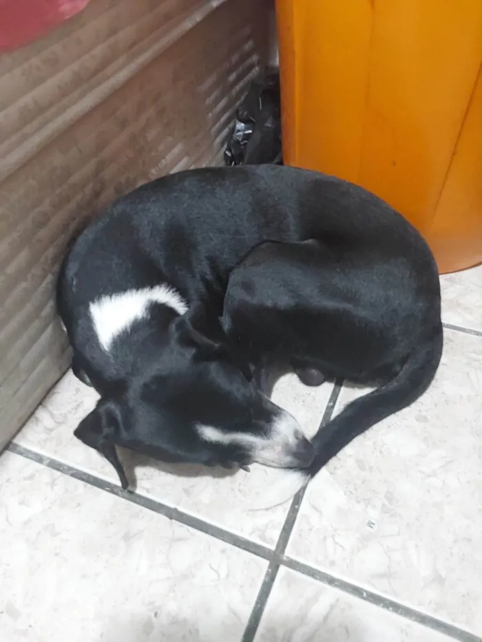 Cachorro ra a SRD-ViraLata idade 3 anos nome Bingo