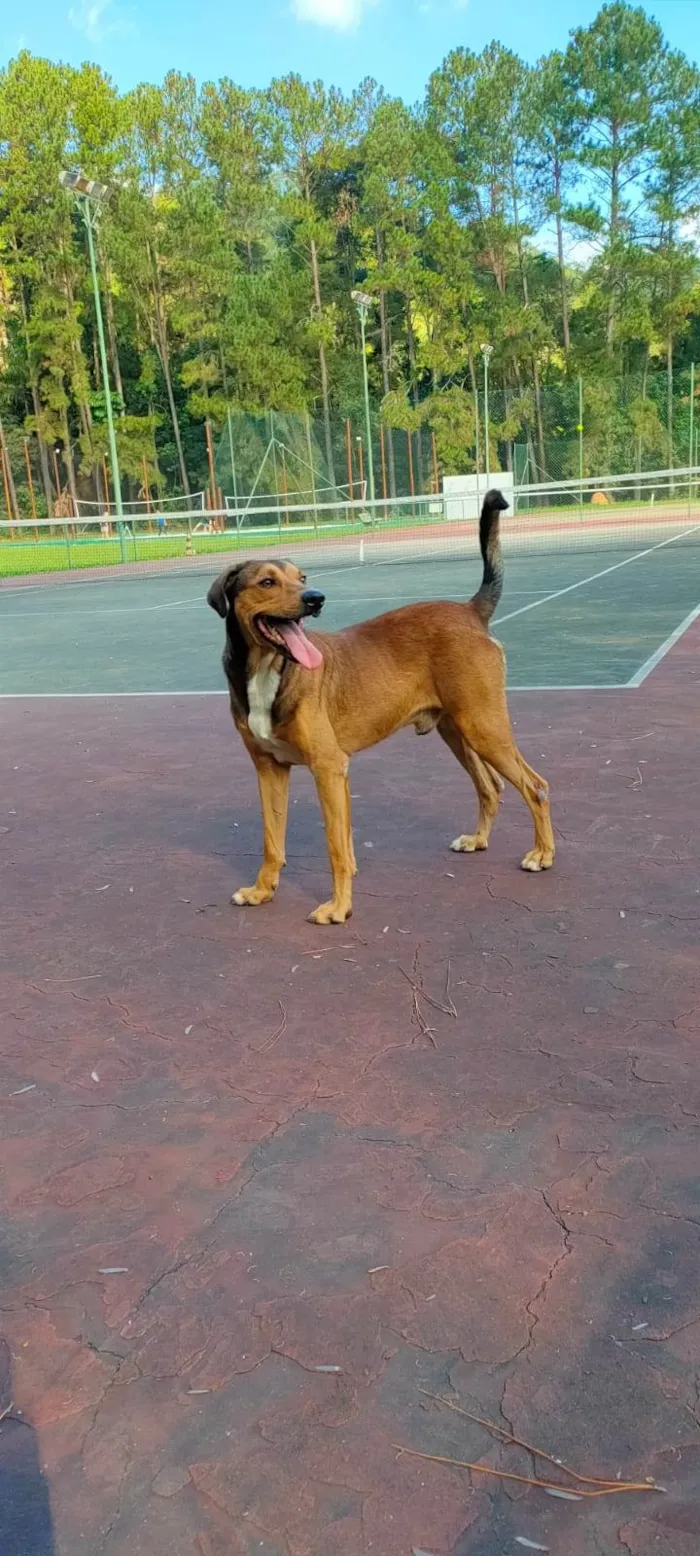 Cachorro ra a SRD-ViraLata idade 2 anos nome Joca (nome provisorio)