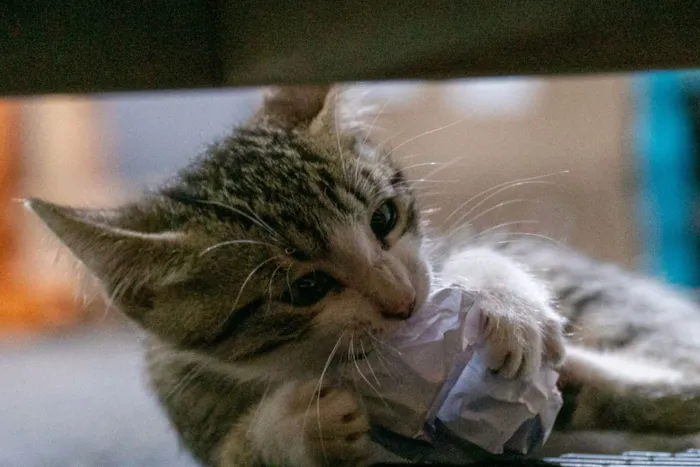 Gato ra a SRD-ViraLata idade 2 a 6 meses nome PIRATA