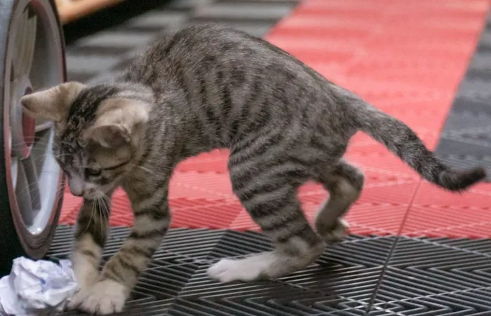 Gato ra a SRD-ViraLata idade 2 a 6 meses nome PIRATA