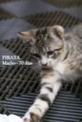 PIRATA