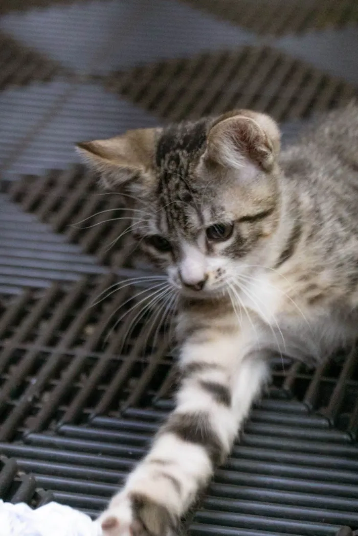 Gato ra a SRD-ViraLata idade 2 a 6 meses nome PIRATA